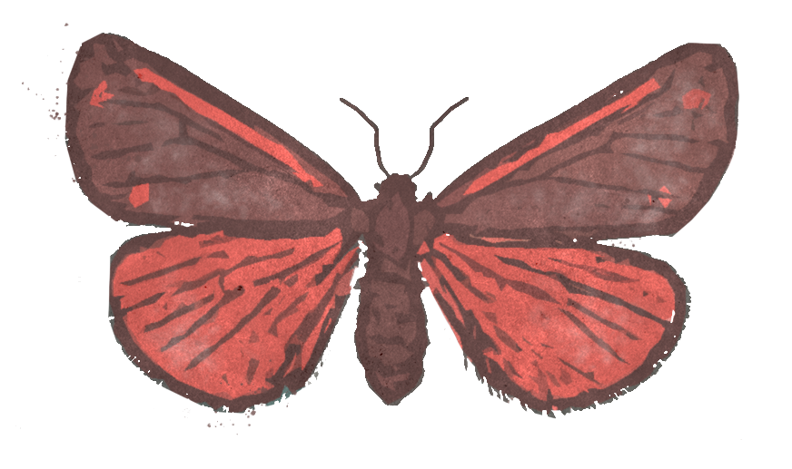 cinnabar moth